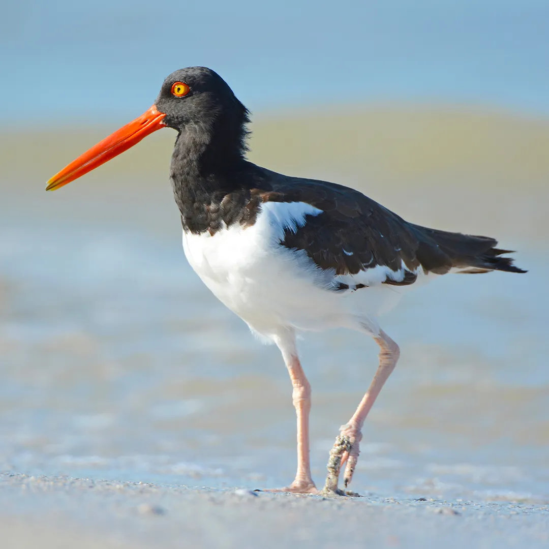American oystercatcher walking along the shoreline with its bright orange bill.