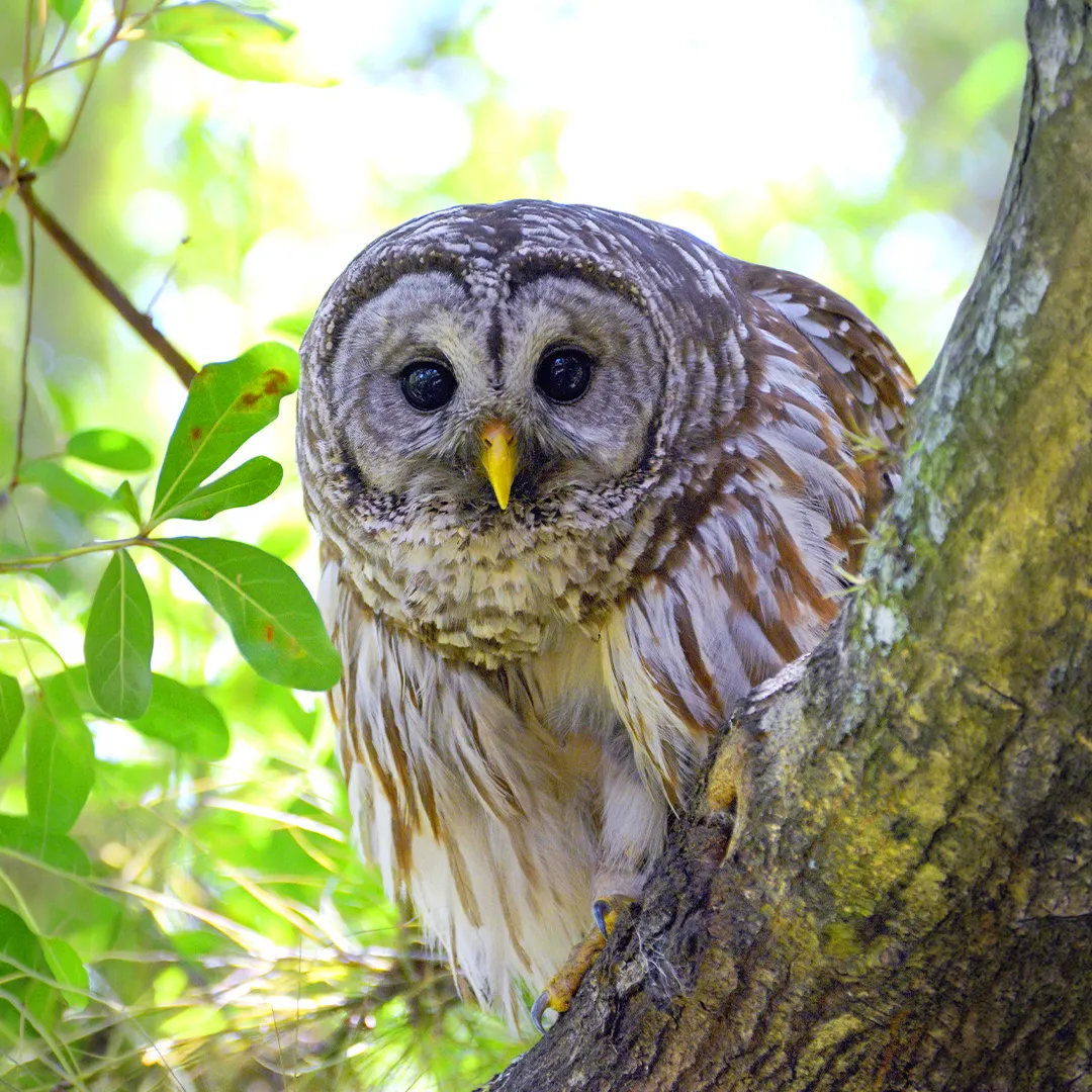 Barred owl perched on a tree branch surrounded by green foliage.