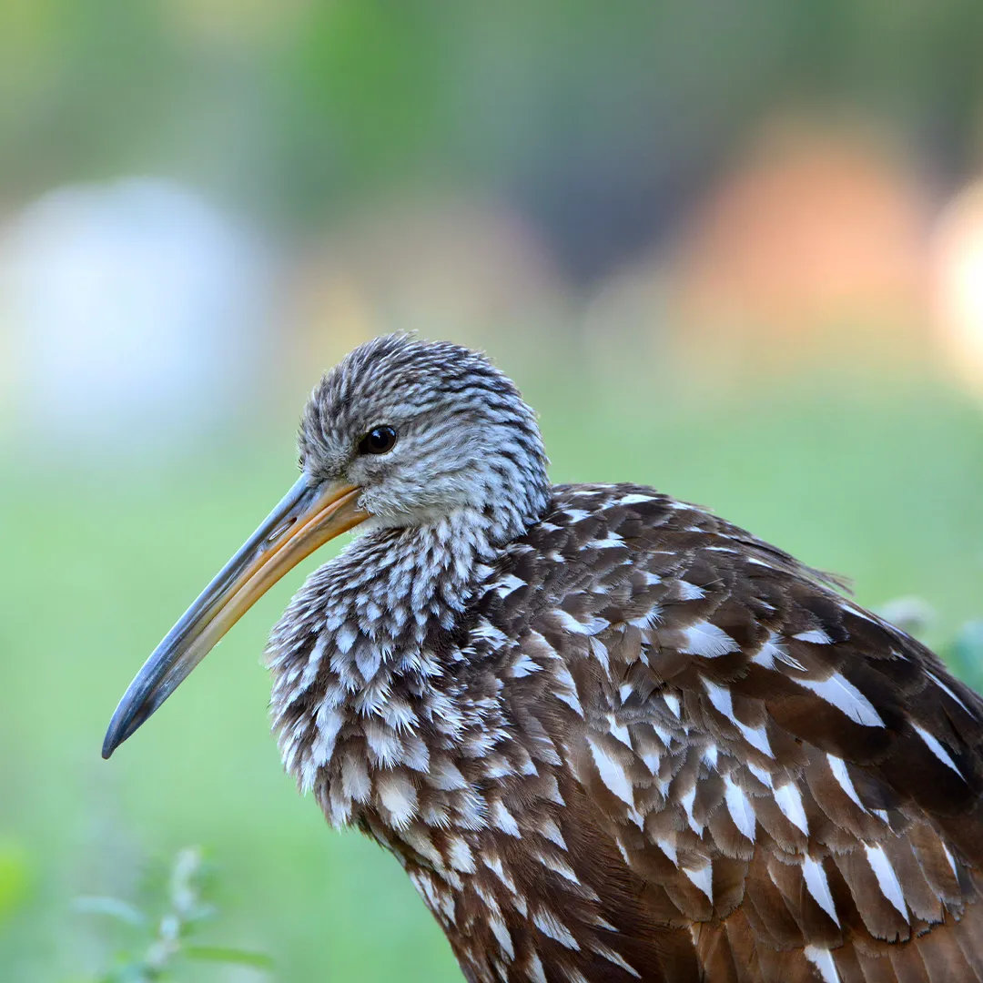 Limpkin bird with a long curved beak standing among soft green foliage.