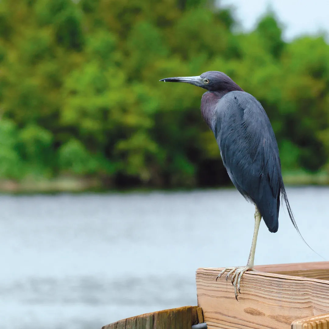 Little blue heron perched on a wooden railing beside calm water and greenery.