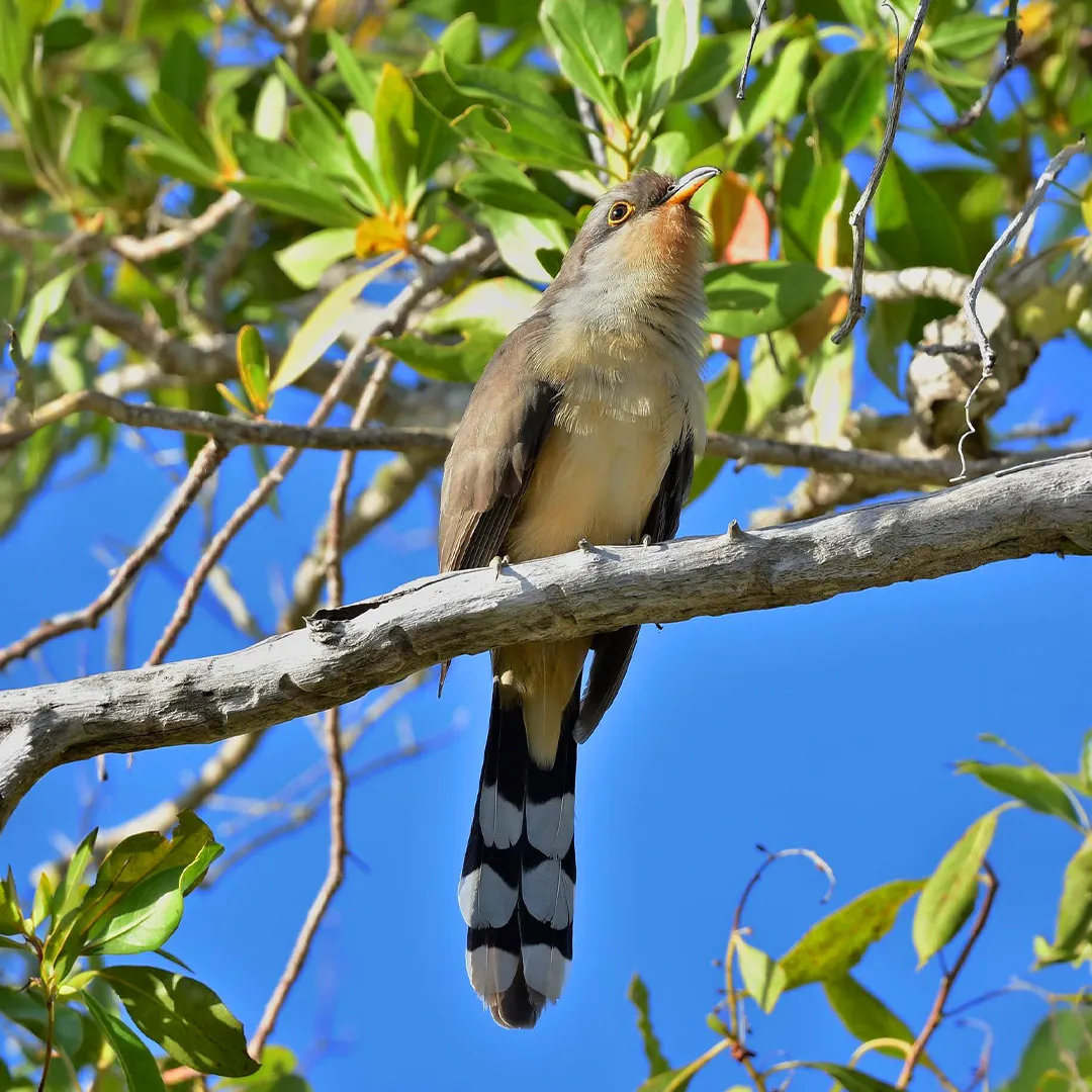Mangrove cuckoo perched on a tree branch against a bright blue sky.