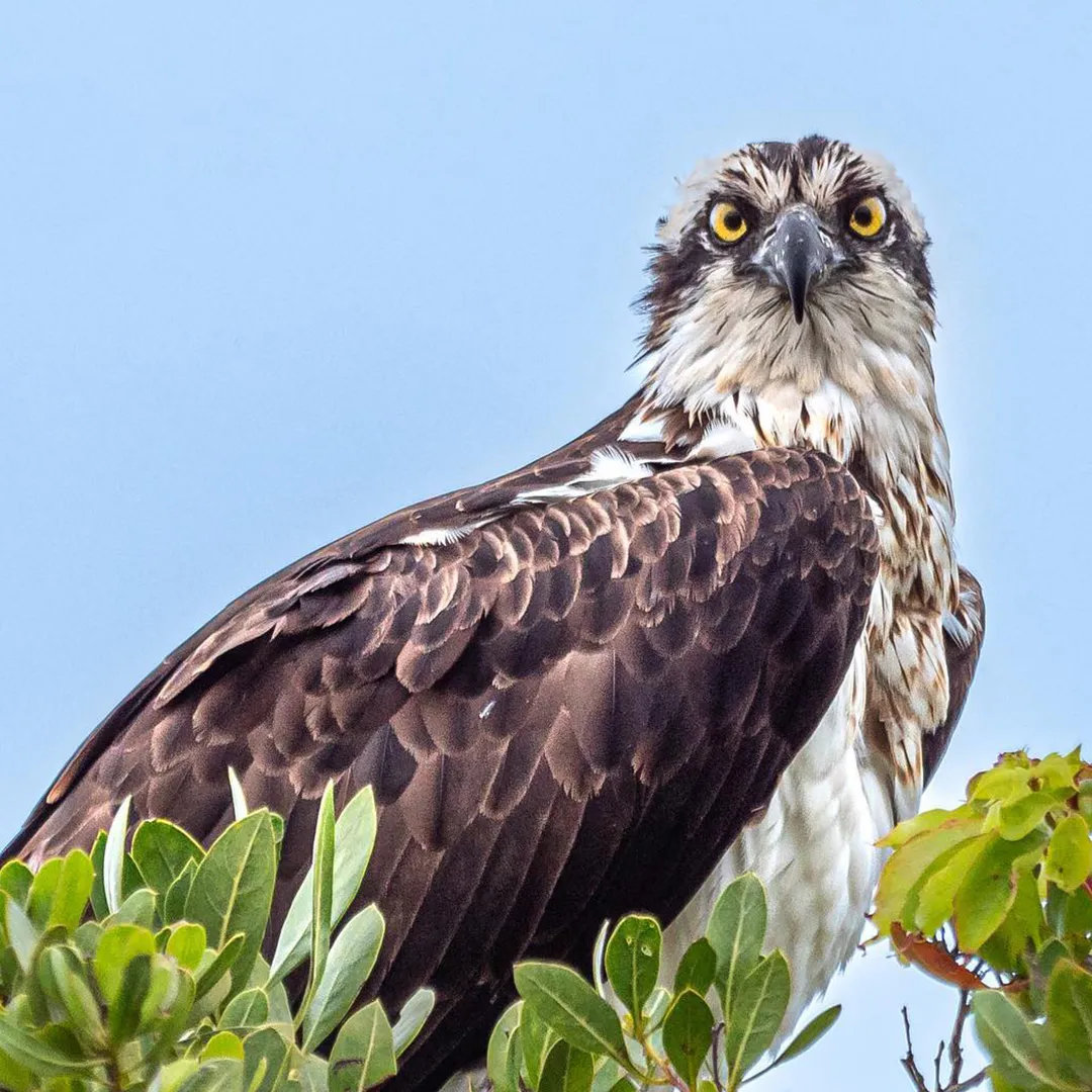 Osprey perched among green leaves with bright yellow eyes against the sky.