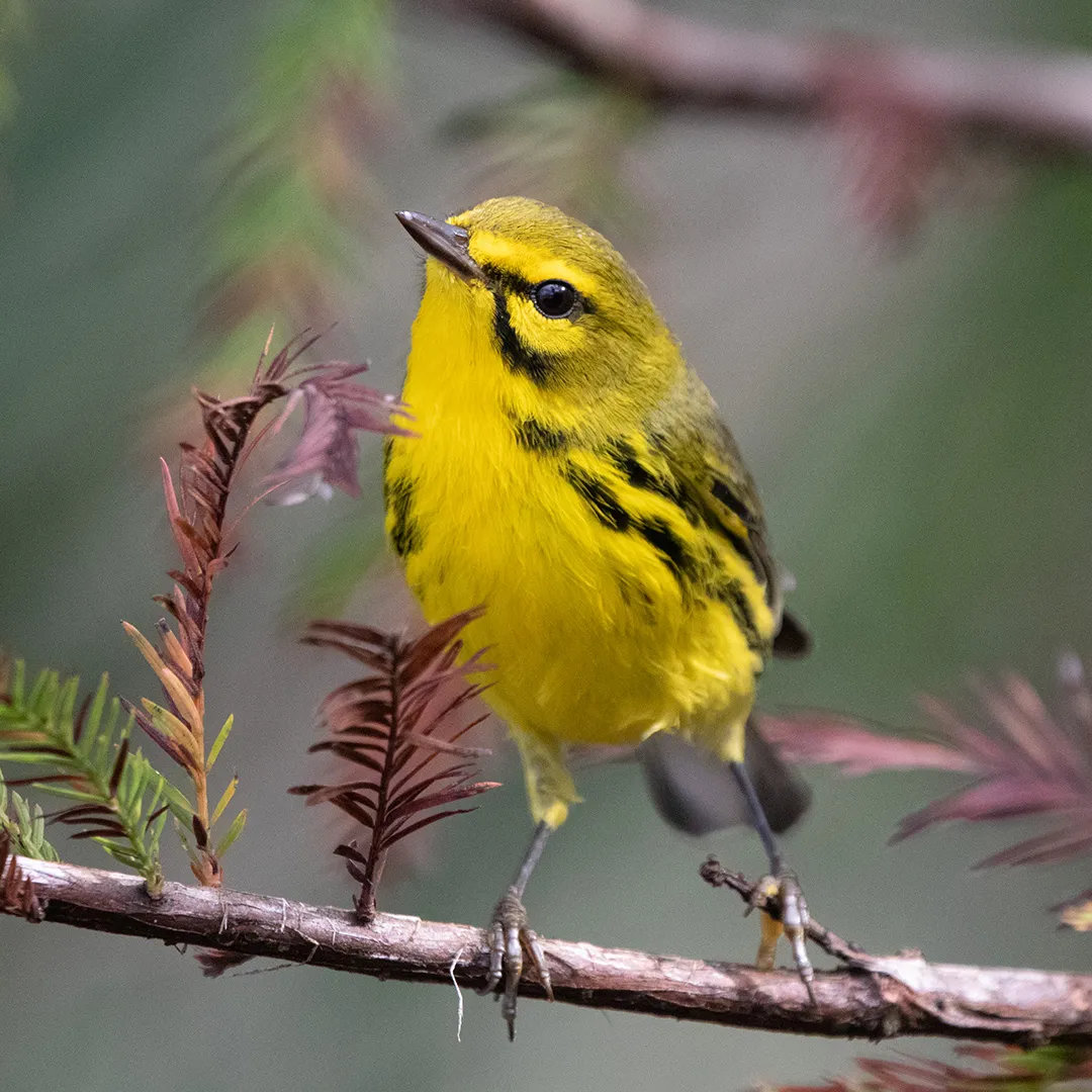 Prairie warbler with bright yellow plumage perched on a slender branch.