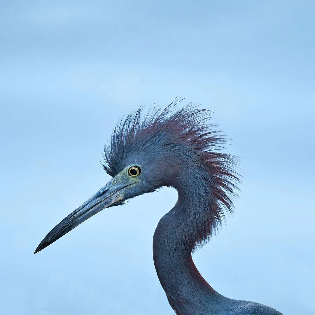 Close-up of a tricolored heron with wispy head feathers against a soft blue background.