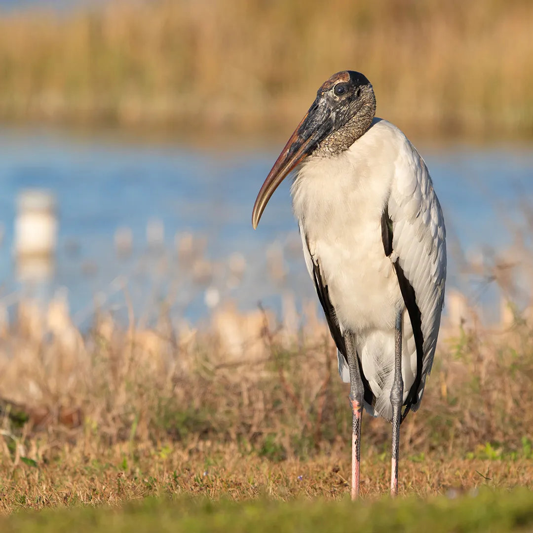 Wood stork standing in grassy wetlands near calm water.