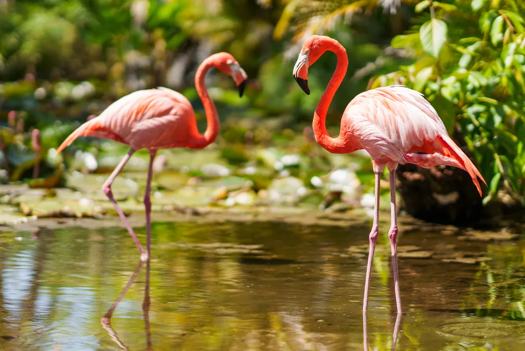 Flamingos wade through water at Wonder Gardens.