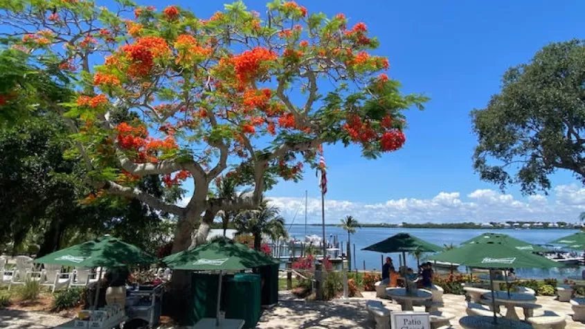 Cabbage key for lunch