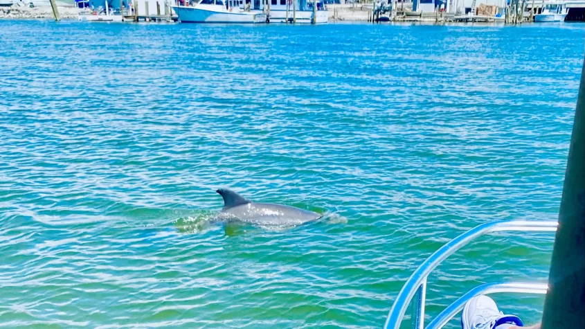 Spotting a dolphin
