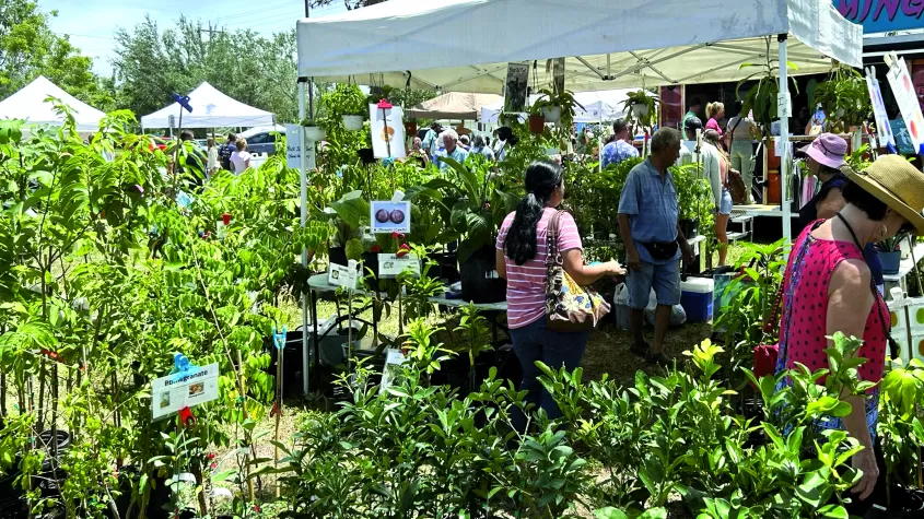 Mango trees for sale at the festival
