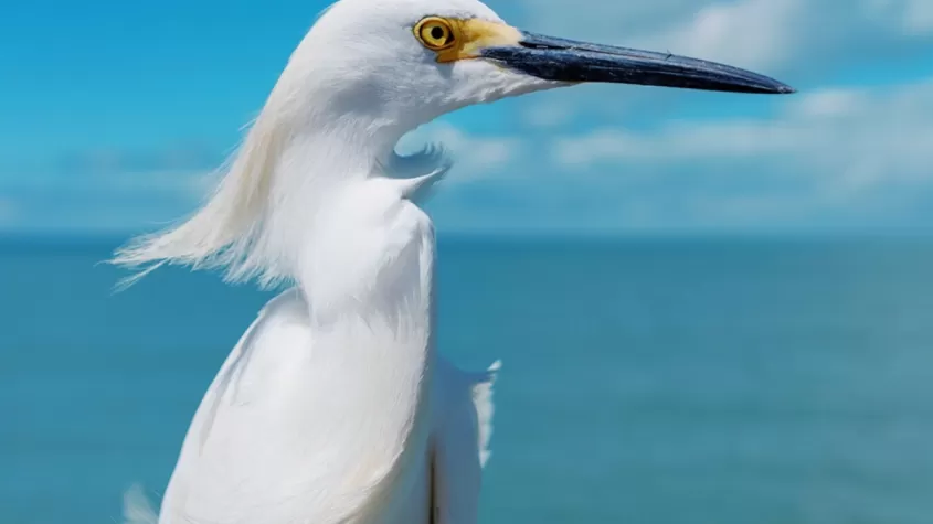 bird