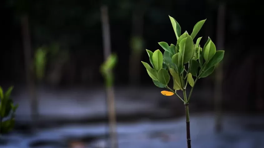 mangrove