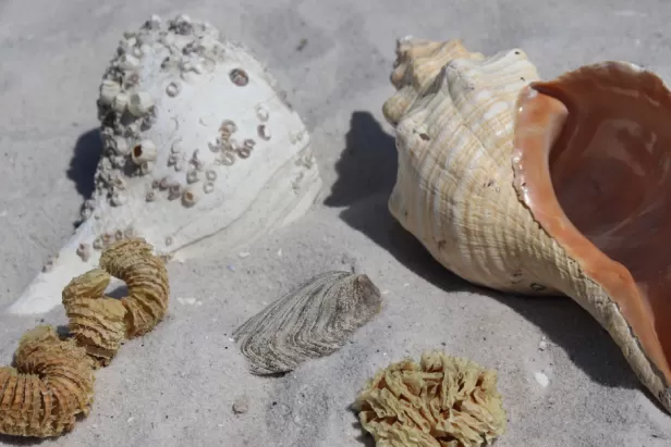 A collection of seashells and shell egg casings on sand. 
