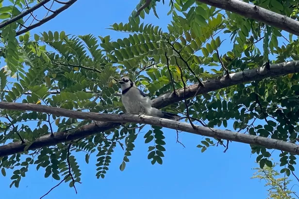 Spot all the unique features of different birds species in this engaging tour. 
