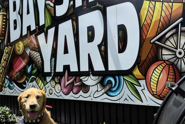 Dogs at Bay Street Yard
