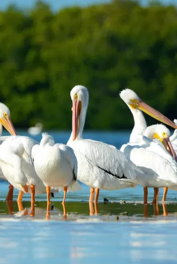 White Pelicans