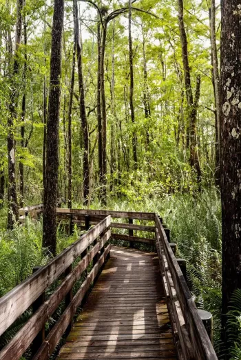A wooden bridge in the middle of a forest