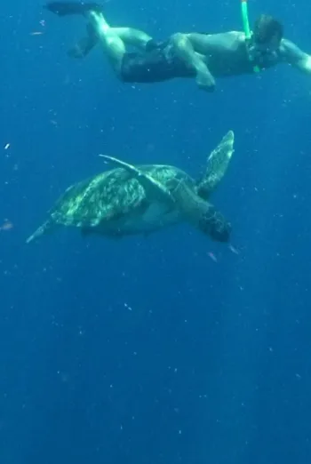 A scuba diver swims alongside a sea turtle