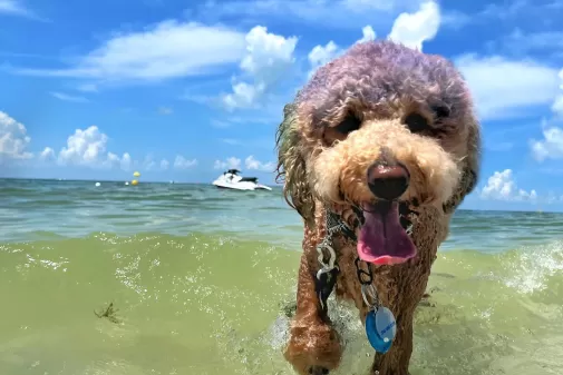 dog in water