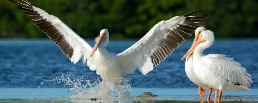 white-pelicans_4_ding-darling-refuge_jason-boeckman.jpg