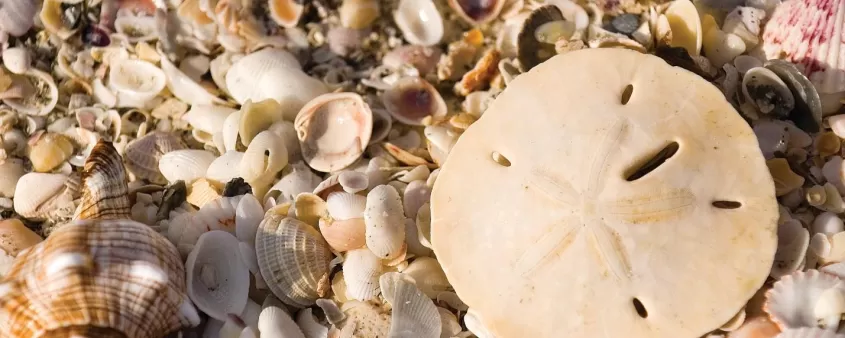 sanibelstoopotherlocallingo_02.jpg