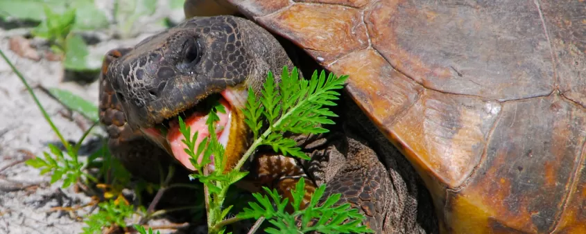 Gopher Tortoise eating