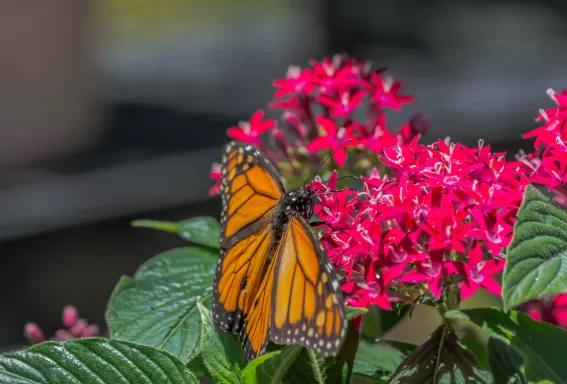 monarch butterfly