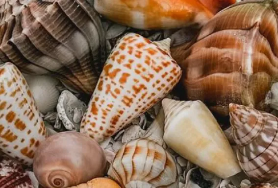 Colorful seashells found on Sanibel Island, the Seashell Capital of the World