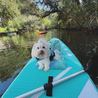 A dog sits on a paddlebaord