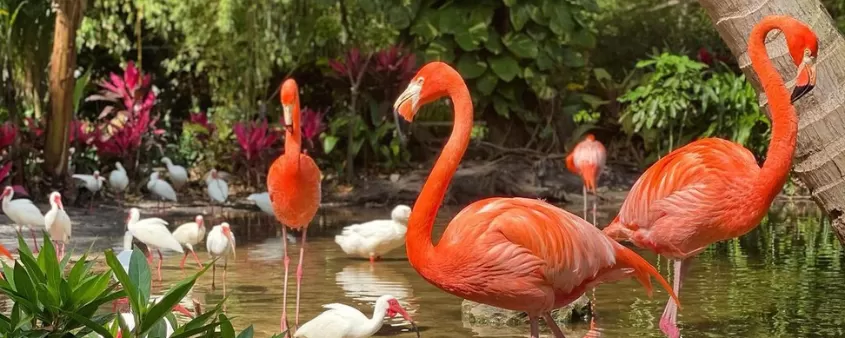 pink flamingos